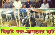 ফতুল্লা বক্তাবলি চরবয়রাগাদীতে বিরাট গরু ছাগলের হাট