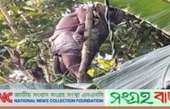 উল্লাপাড়ায় গাছের ডাল কাটতে গিয়ে বিদ্যুৎস্পৃষ্টে এক ব্যক্তির মৃত্যু