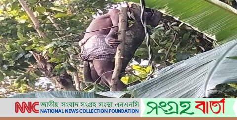 উল্লাপাড়ায় গাছের ডাল কাটতে গিয়ে বিদ্যুৎস্পৃষ্টে এক ব্যক্তির মৃত্যু